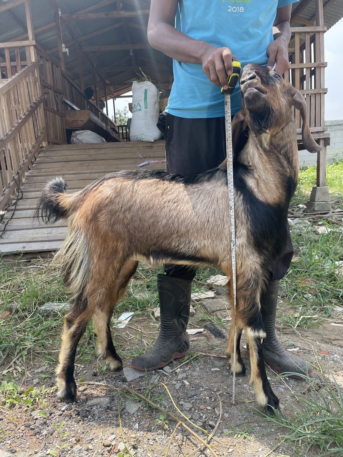 Jawarandu Jerabang 8